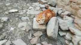 Brown Male kitty waiting For Females