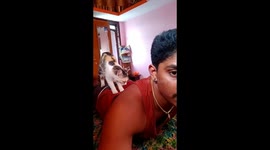 Obedient cat climbs on the back of its owner and gives him a good body rub
