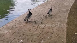 Barnacle Geese Family Walk