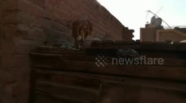 kitty climbed roof searching for lost sister