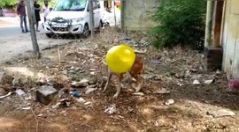 Dog rescued as the head tangled in plastic pot in southern India.