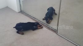 puppyplay