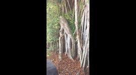Beautiful native scenery/sounds of Marco Islanf
