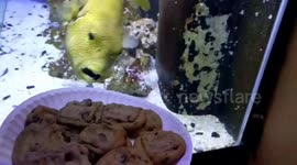 Fish desperately tries to get at cookies through glass of its tank