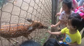 Children are feeding deer to eat vegetables and fruits in the zoo