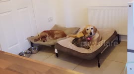 You paw thing: Cat tricks dog with cuddling to kick dog out of own bed