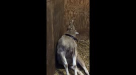 You cannot beat a good roll says Brian the goat
