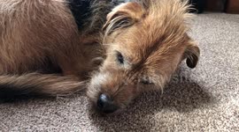 Dog snores like human