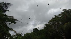 MegaBats