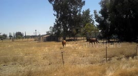 US man dubbed a 'horse whisperer' neighs and summons horses