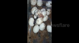Moment cobra eggs hatch after being kept at rescuer's home for one month