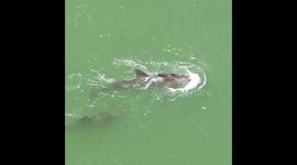 Grieving mother dolphin refuses to leave her dead calf behind off Florida coast