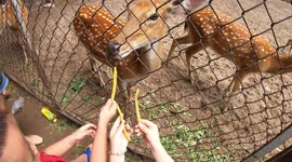 Kids feeding deer at zoo! Attract Deer! What do deer love to eat the most?