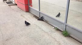 'Pervy peeking' pigeon caught poking its beak through a mystery hole