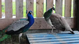 Couple slapped with anti-social behaviour warning after their peacocks broke out and left poo on people's gardens