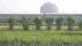 An army of ducks make their way to a work breakfast and lunch in the paddy fields.