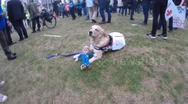 Evie The Anti Trump Protest Dog