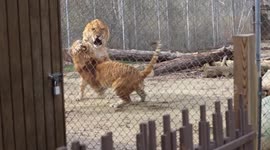 Liger vs tigon: a terrifying clash of the massive, mythical hybrids of lions and tigers