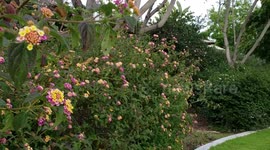 Lantana Flowers at the Park