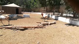 White & Brown Scimitar Oryx In Zoo