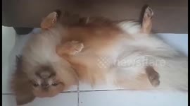 Sleeping puppy mistaken for a feather duster
