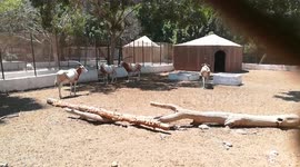 Male Scimitar Oryx Running Around His Family