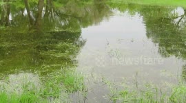Carp swimming in the park