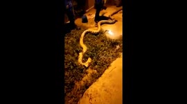 Mother, 47, escapes from python attack after neighbours cut off snake's head