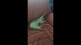 Cute stiff cat surprise wake up