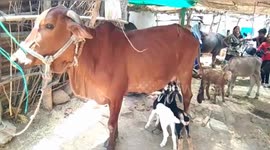 Mother cow adpots two goat kids & feeds her with her milk in India.