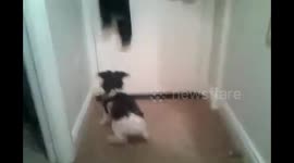 Puppy Reunites With Owner After 1 Month