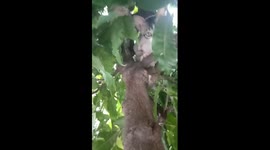 Cat likes to climb into tree to play with the leaves