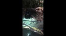 Turtle slips and falls onto its back while trying to climb up ledge