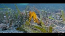 'Seahorse Heaven' filmed by scuba diver in Australia