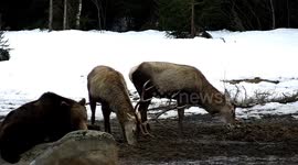 Bear being so close to the deer but not attacking them