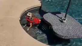 Senior dog who swims until he collapses given life jacket in Arizona