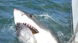 Watch slo-mo footage of a great white shark latching onto a tuna head and ripping it apart