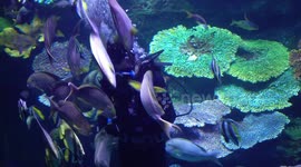 Oddly satisfying: beautiful fish serenely surround diver during feeding time in Thailand