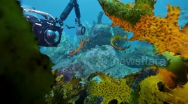 Weedy Sea Dragon + Weed Fish Weird Critters (ALL INDIVIDUAL CLIPS)_ TOMPARK