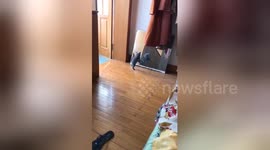 Tiny kitten walking past mirror in China is terrified of its own reflection