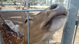 a deer interrupts visitors who want to record a horned deer