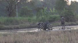 A rice farmer ploughs a paddy field with a Kubota tractor.