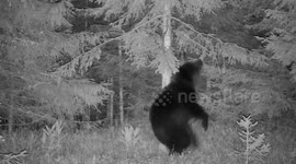Romanian wild bear shows off dance moves like there is no tomorrow