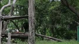 Special arrangement in zoo in India to beat scorching heat wave