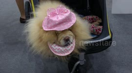 Dressed-to-impress fur babies star at Pet Expo Thailand