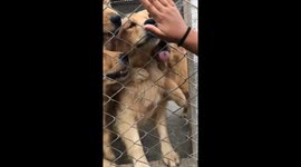 Playful kennel golden retrievers