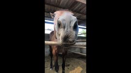 Horse boop