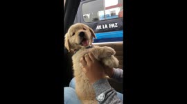 Golden retriever puppy dancing to Rihanna