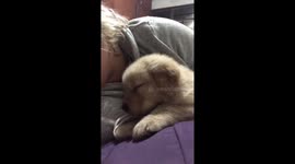 Sleepy puppy yawning