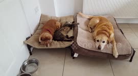 Cat loves dogs